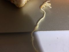 -汉堡王(天津鲁能店)