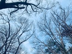 -紫金山山顶公园