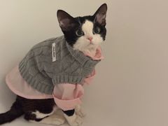 -山宅一喵德文卷毛猫舍