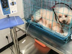 -乐嘟嘟宠物医院