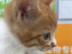-瑞鹏宠物医院·骨外科·心肾科·肿瘤科(九亭店)