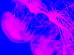 -萌宠奇缘(荣鼎店)