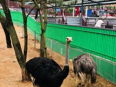 -西霞口神雕山野生动物世界