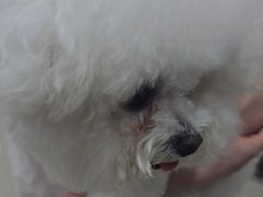 -艾贝尔宠物医院·24H转诊中心·肿瘤猫专科(江宁双龙店)