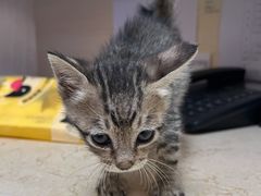 -宠颐生猫科·内科皮肤科(西平世纪城店)