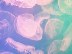 -左海海底世界