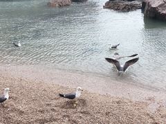 -海驴岛(荣成市)