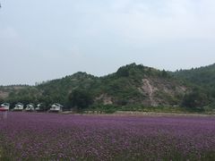 -紫海香堤香草艺术庄园