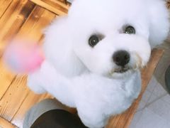 -八公叔叔宠物美容连锁(春申店)