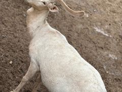 -石家庄市动物园