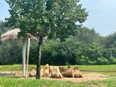 -北京野生动物园