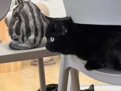 -有喵·猫咖·狗咖·30几只猫10只小狗(岗厦店)