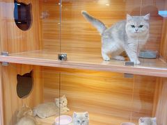 -猫十亿·布偶金渐层·曼基康矮脚猫舍(青年路店)