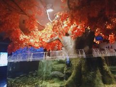 -成都浩海立方海洋公园