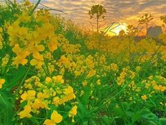 -西京湾花海