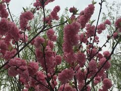 -南汇桃花村