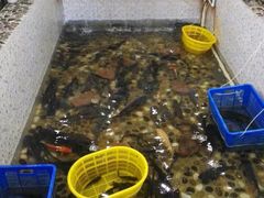 -白洋淀灶台鱼(名佳花园店)