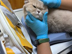 -爱妮康宠物医院·干细胞免疫细胞·肿瘤·心脏(张江店)