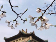 -武汉大学-樱园