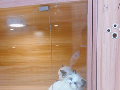 -猫十亿·布偶金渐层·曼基康矮脚猫舍(青年路店)