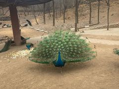 -石家庄市动物园