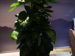 -眉州东坡(通州店)