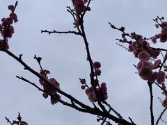 -香雪海