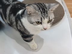 -COLOR PETS 撸猫馆·购猫·猫咖(长风大悦城店)
