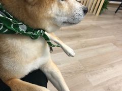 -柴迷FANS CLUB·柴犬狗咖·猫咖
