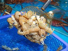 -宝燕海鲜(好爱店)