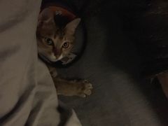 -创凡宠物医院·骨专科  猫科中心(西乡分院)