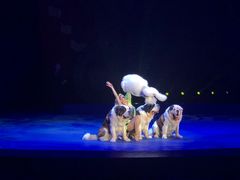 -珠海横琴长隆《卡卡虎奇遇记》