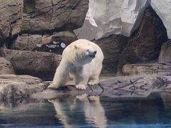 -海合安武汉极地海洋公园