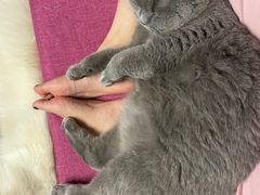 -派多格宠物·购宠(靛厂路店)