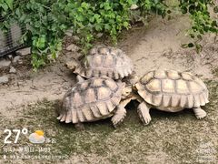 -广东惠东海龟国家级自然保护区