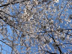 -高东镇樱花园