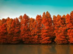 -上海海湾国家森林公园