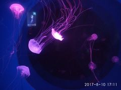 -巨鹏飞梦幻海岸