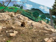 -西霞口神雕山野生动物世界