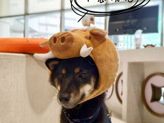 -柴务处·柴犬主题狗咖