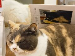 -有猫主题·治愈系猫咖(曾厝垵店)