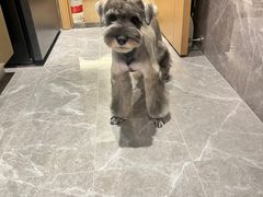 -爱宠屋pet shop·宠物洗澡·宠物美容