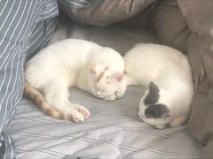 -东方名猫馆·英短金渐层布偶猫舍(环线广场1号楼店)