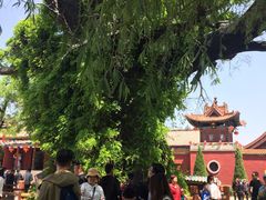 -大槐树寻根祭祖园