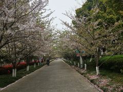 -高东镇樱花园