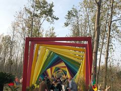 -合肥滨湖国家森林公园