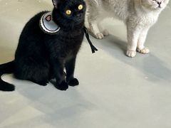 -豆逗聊愈猫阁Easy Life
