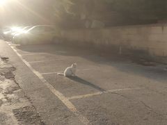 -上巴拉卡花园和下巴拉卡花园