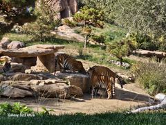 -北京野生动物园