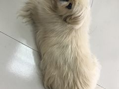 -惠康宠物医院(华能路店)